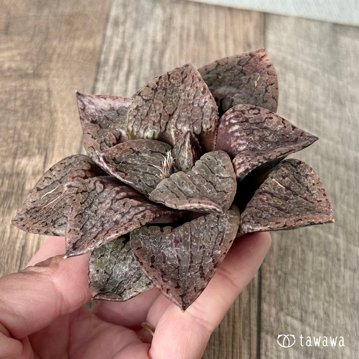 New Arrivals: Ice Green