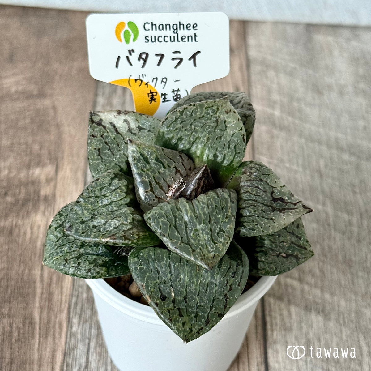 New Arrivals: Ice Green
