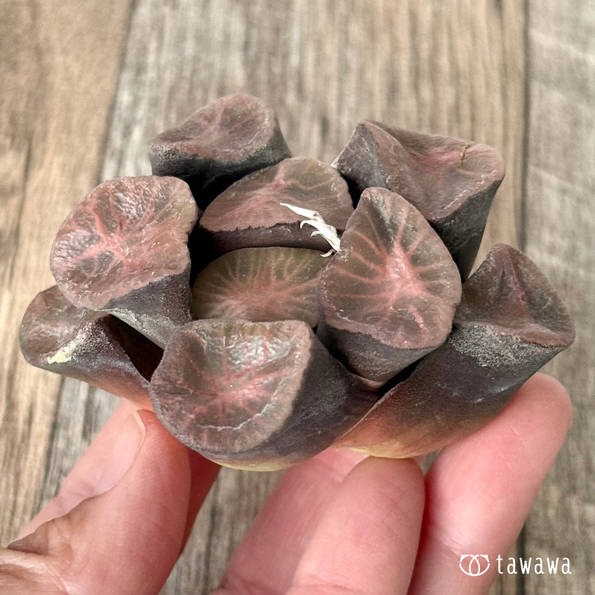 New Arrivals: Ice Green