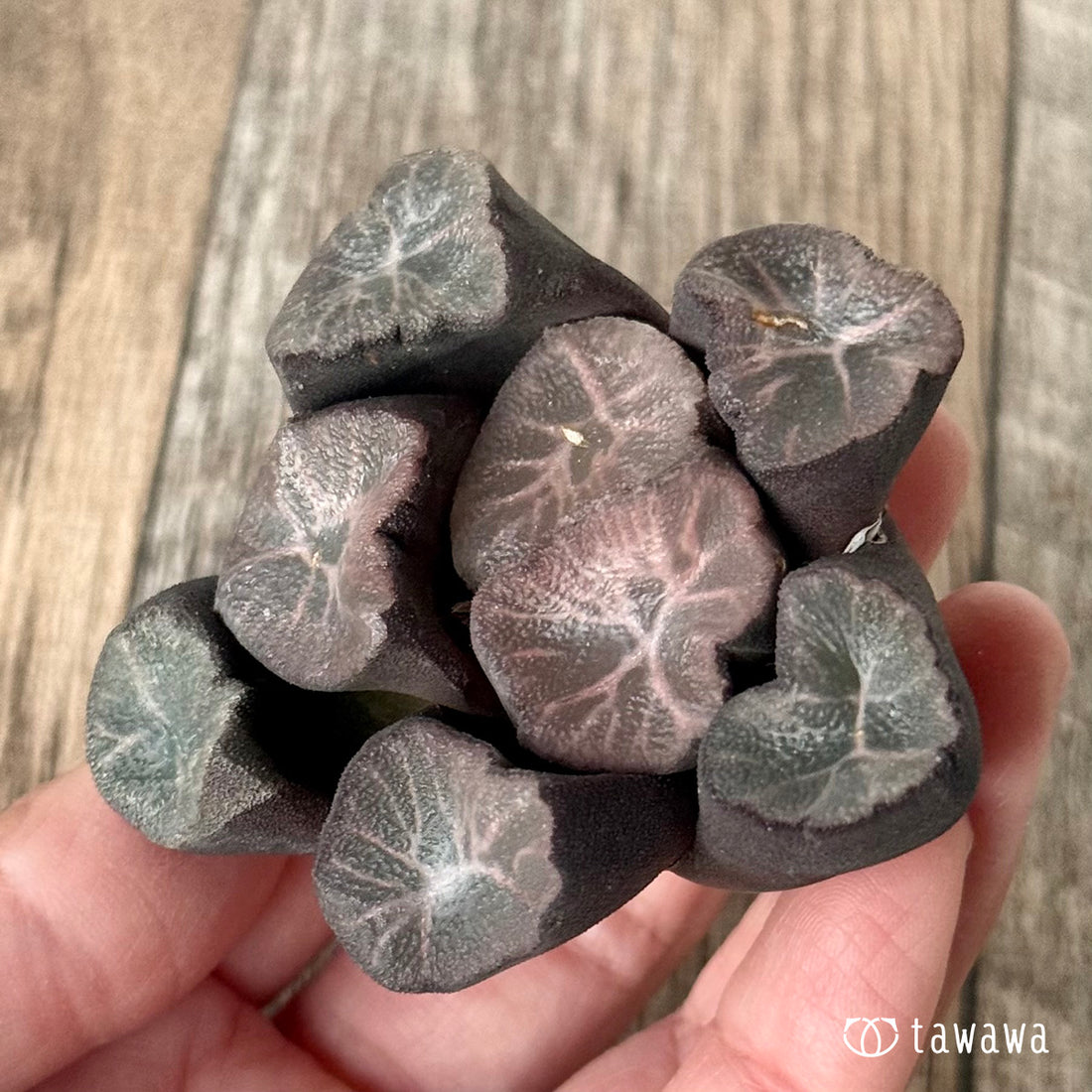 New Arrivals: Ice Green