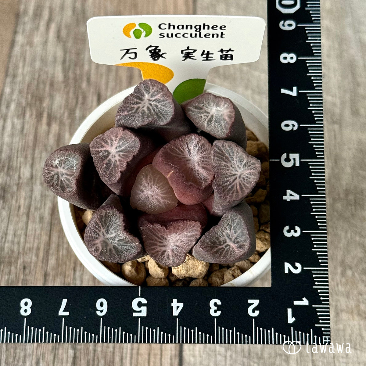 *新入荷* 万象 実生苗③(チャンヒー農園苗)