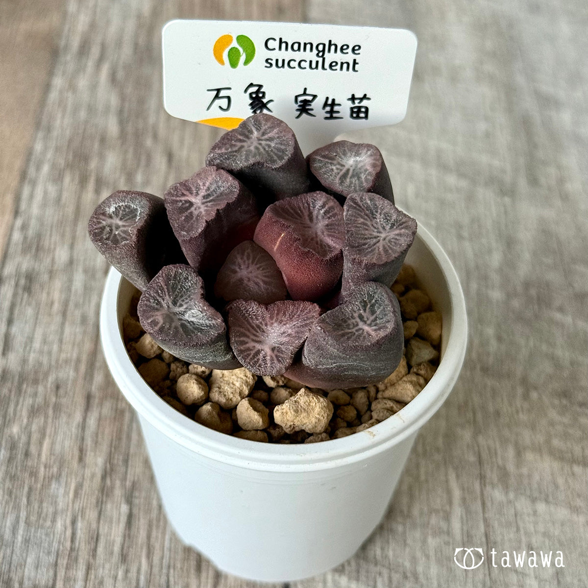 *新入荷* 万象 実生苗③(チャンヒー農園苗)