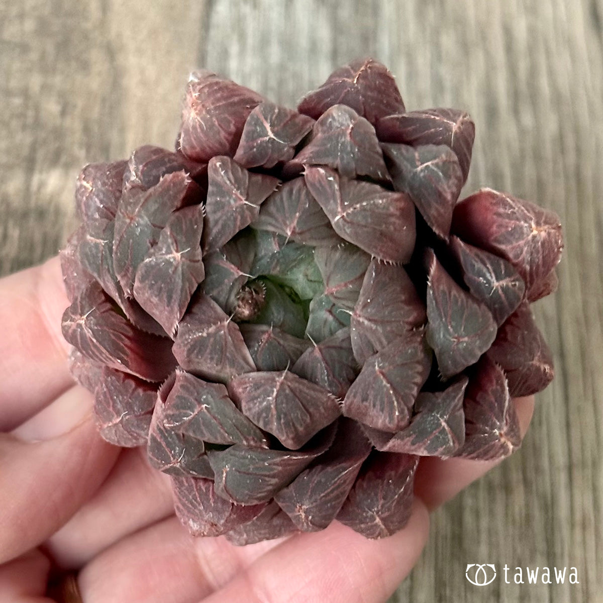 페로몬 (챔피언 모종)