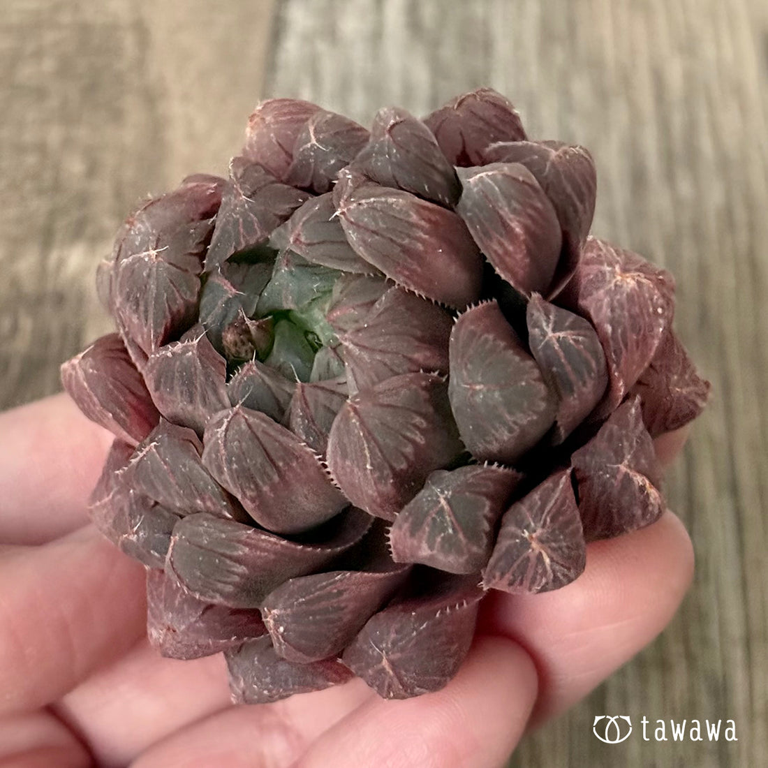 New Arrivals: Ice Green