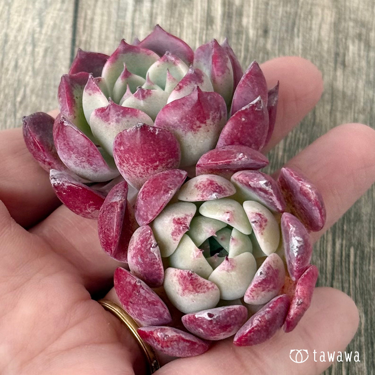 新入荷＊ レッドサン【Ver.2】（チャンヒー農園苗） – 多肉植物の通販