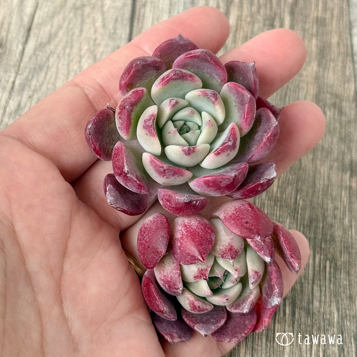 *新入荷* レッドサン【Ver.2】(チャンヒー農園苗)