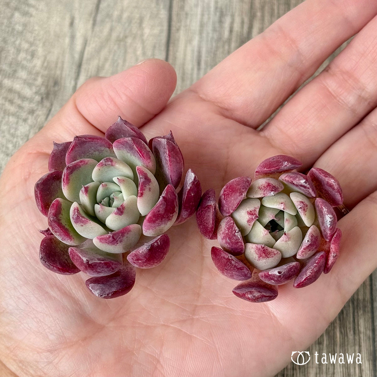 *新入荷* レッドサン【Ver.2】(チャンヒー農園苗)