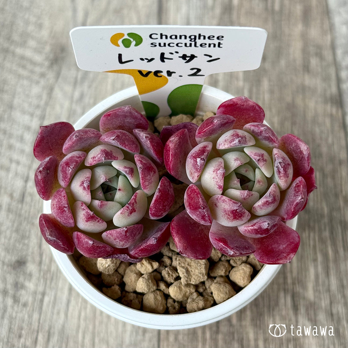 *新入荷* レッドサン【Ver.2】(チャンヒー農園苗)