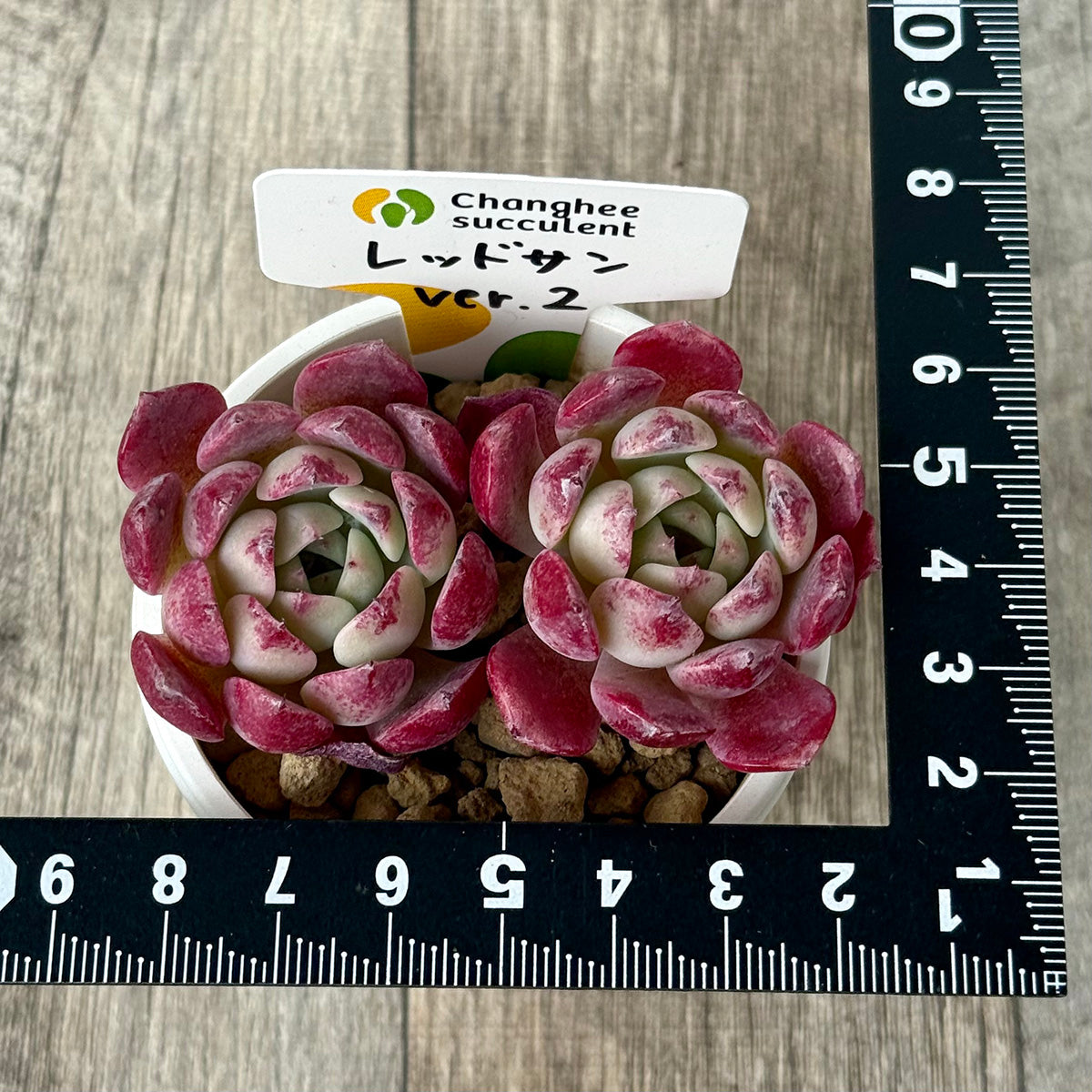 *新入荷* レッドサン【Ver.2】(チャンヒー農園苗)