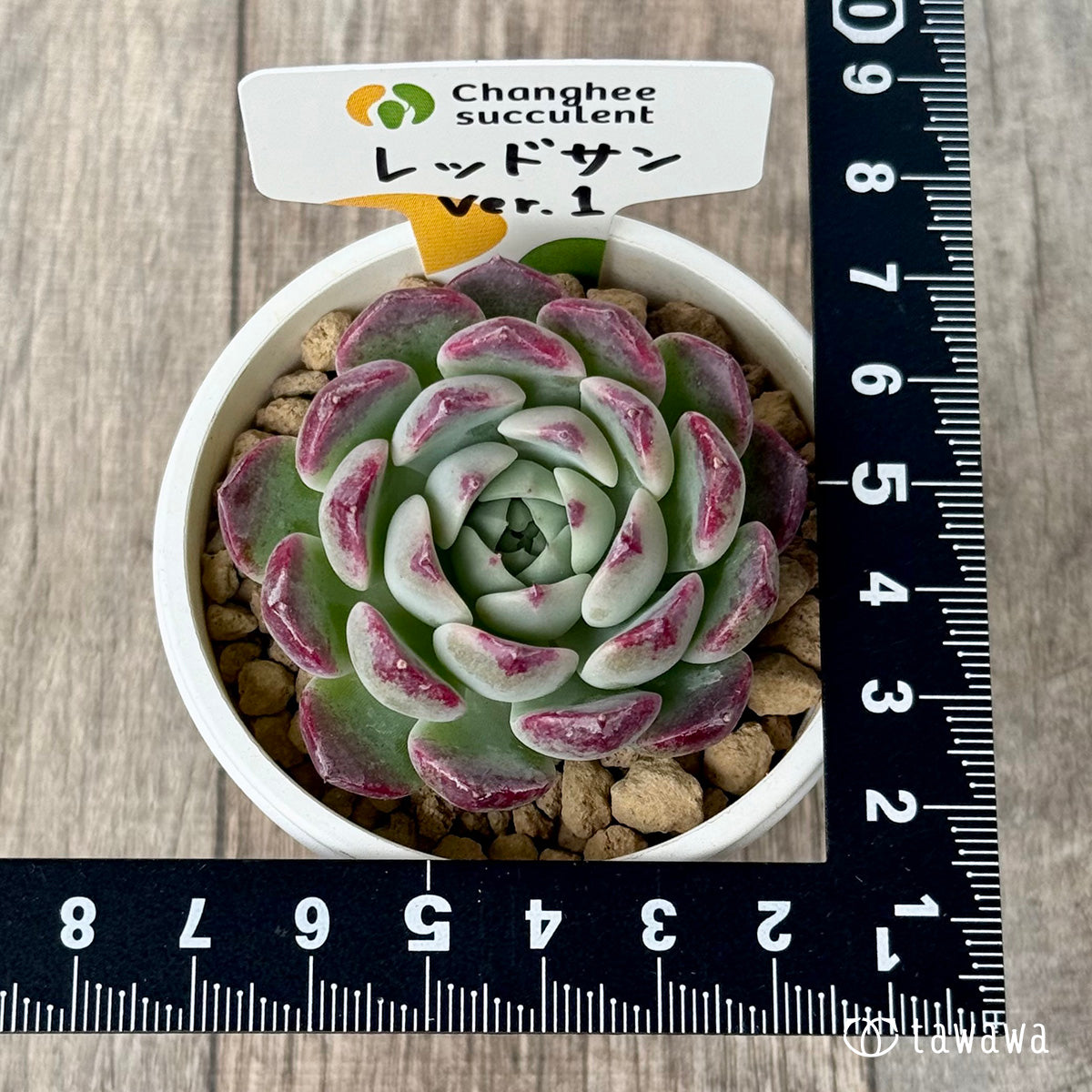 *新入荷* レッドサン【Ver.1】(チャンヒー農園苗)