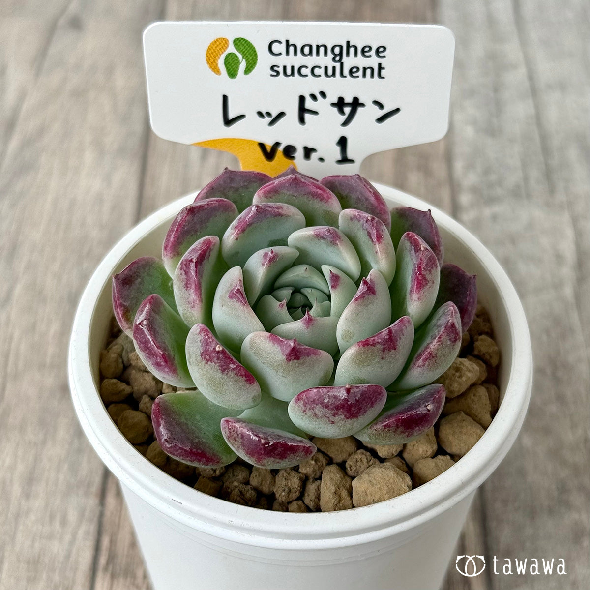 *新入荷* レッドサン【Ver.1】(チャンヒー農園苗)