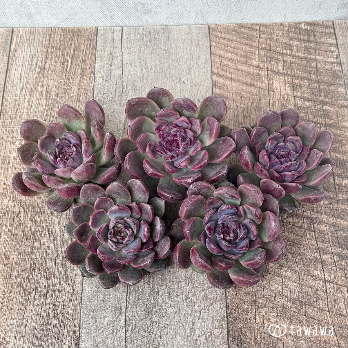 *新入荷* ベビープラム(チャンヒー農園苗)