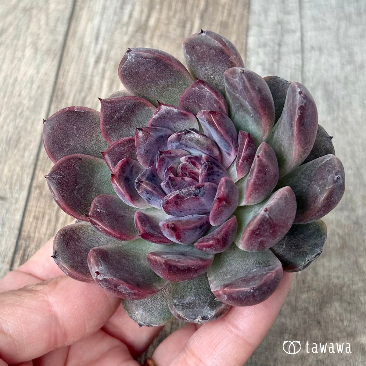 *新入荷* ベビープラム(チャンヒー農園苗)