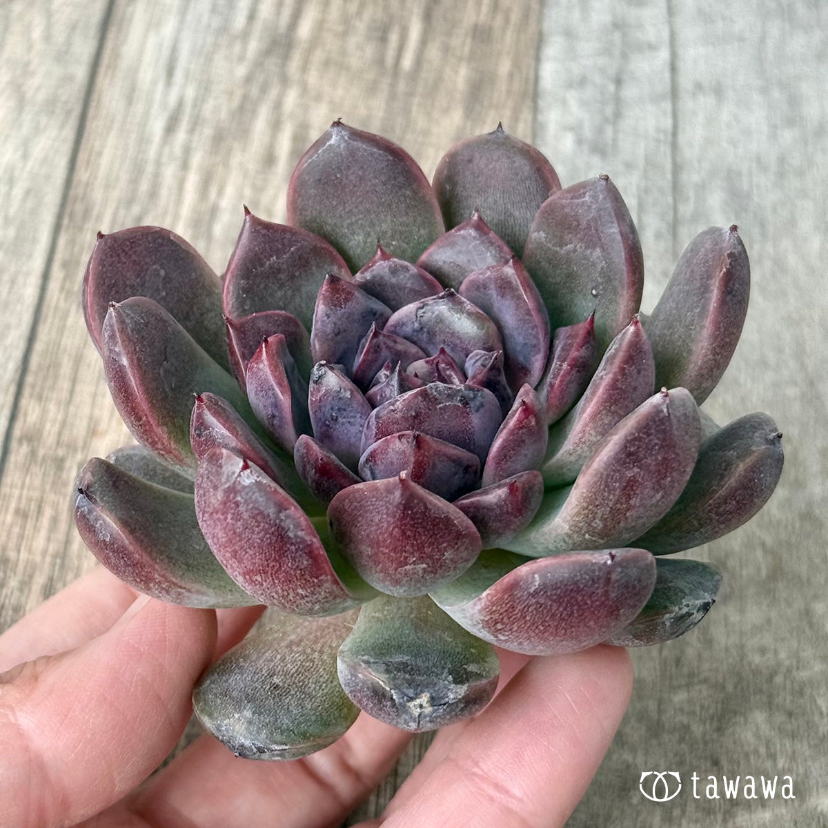 *新入荷* ベビープラム(チャンヒー農園苗)