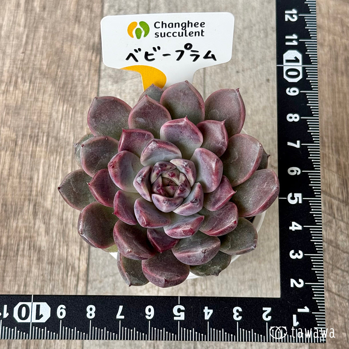 *新入荷* ベビープラム(チャンヒー農園苗)