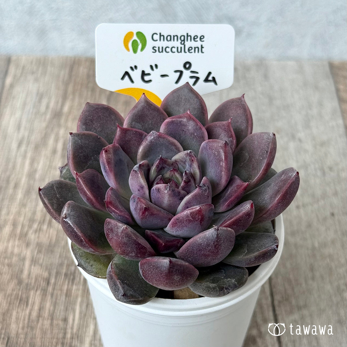 *新入荷* ベビープラム(チャンヒー農園苗)