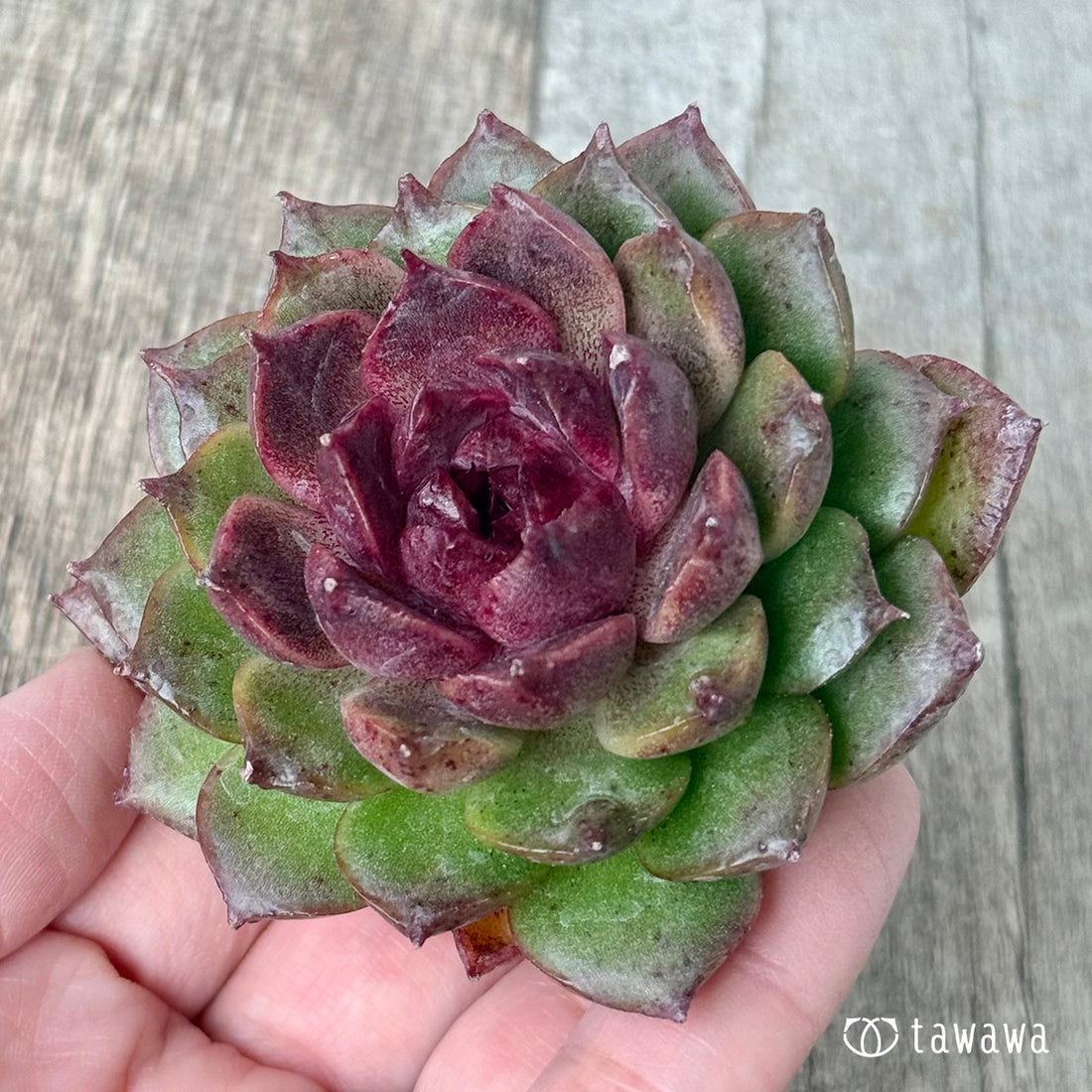 *新入荷* グリーンパステル(チャンヒー農園苗)