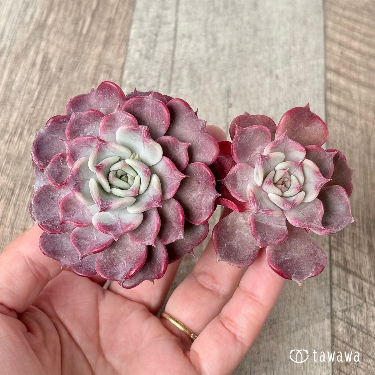 *新入荷* フリップ【多頭】(チャンヒー農園苗)