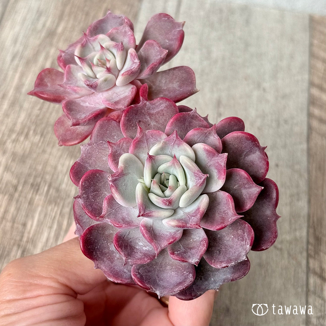 *新入荷* フリップ【多頭】(チャンヒー農園苗)