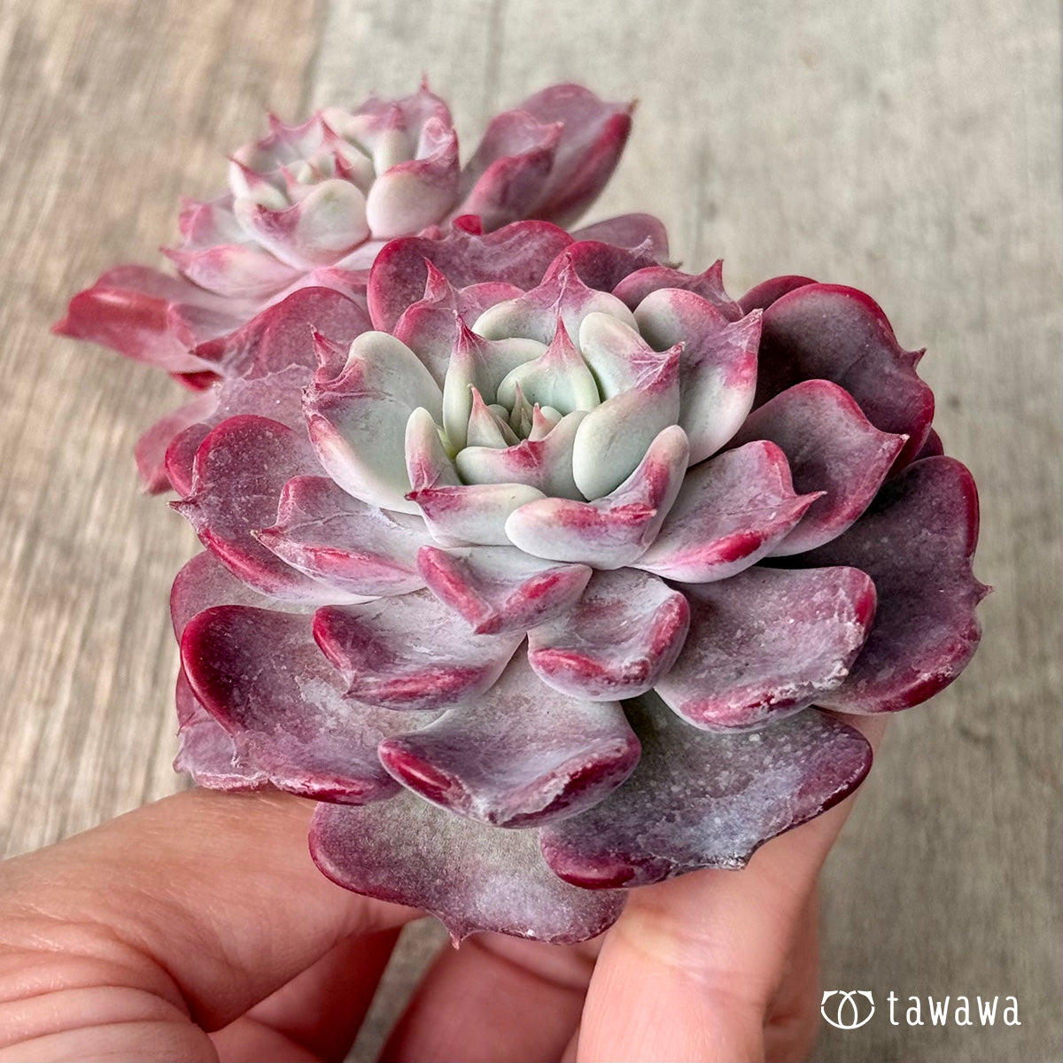 *新入荷* フリップ【多頭】(チャンヒー農園苗)