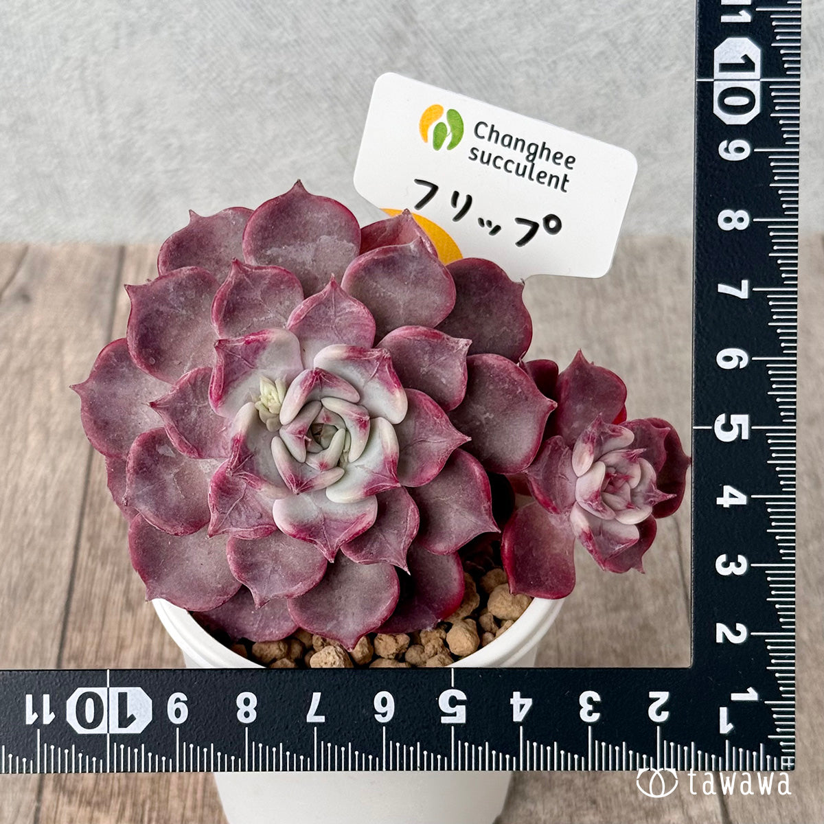 *新入荷* フリップ【多頭】(チャンヒー農園苗)