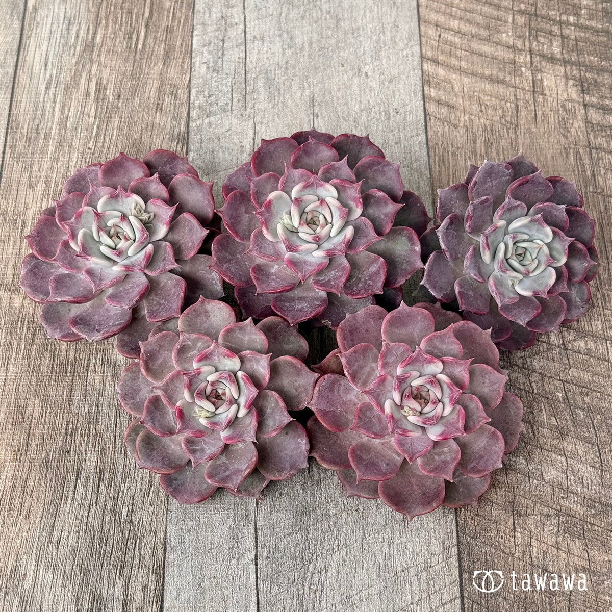 フリップ【単頭】(チャンヒー農園苗)