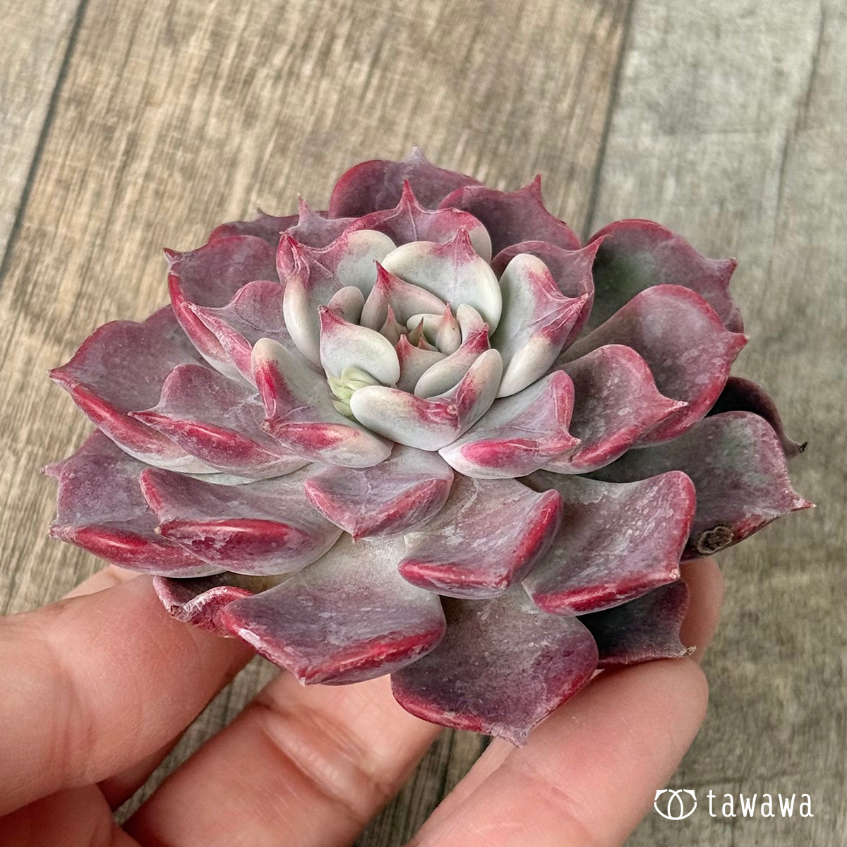 フリップ【単頭】(チャンヒー農園苗)