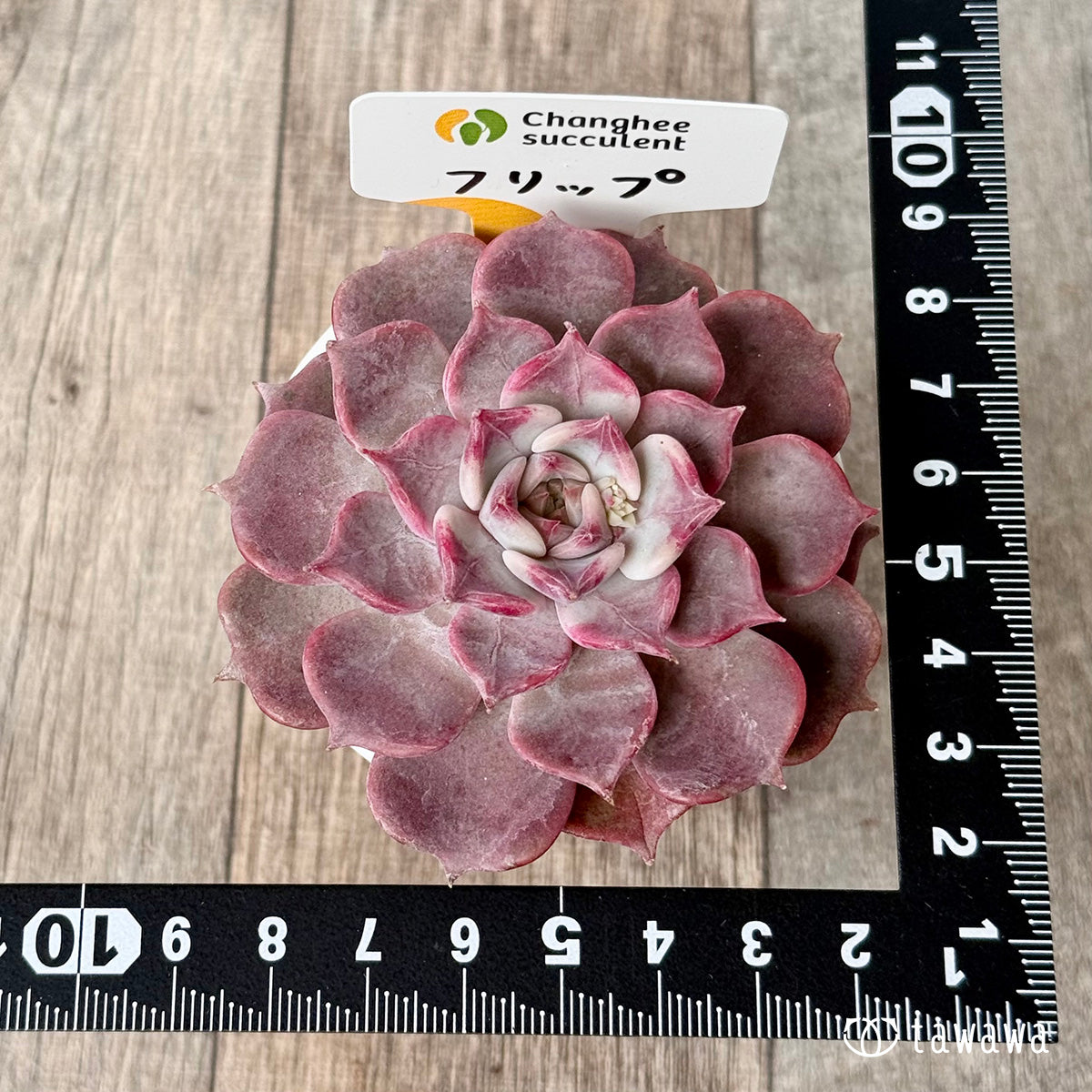 フリップ【単頭】(チャンヒー農園苗)