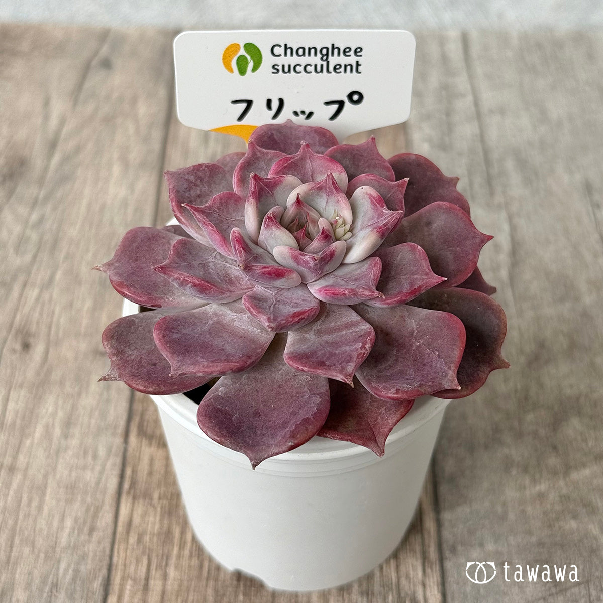 フリップ【単頭】(チャンヒー農園苗)