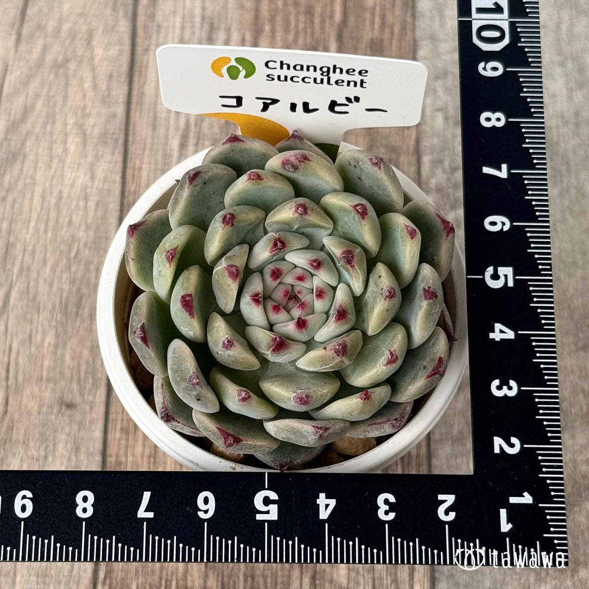 *新入荷* コアルビー(チャンヒー農園苗)