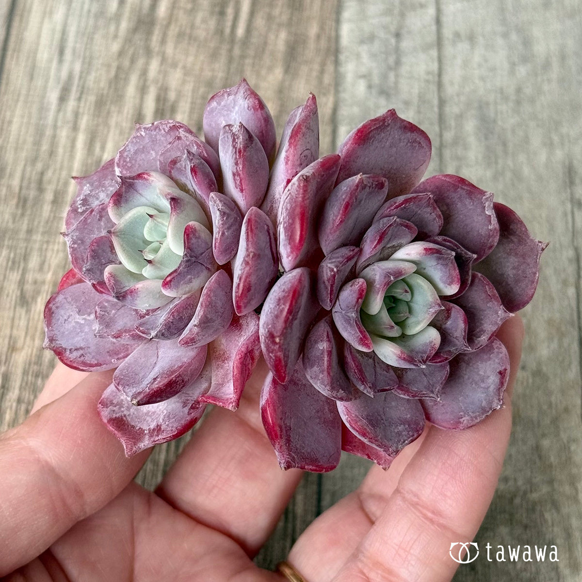 リラシナ×サラヒメ【多頭】（チャンヒー農園苗） – 多肉植物の通販