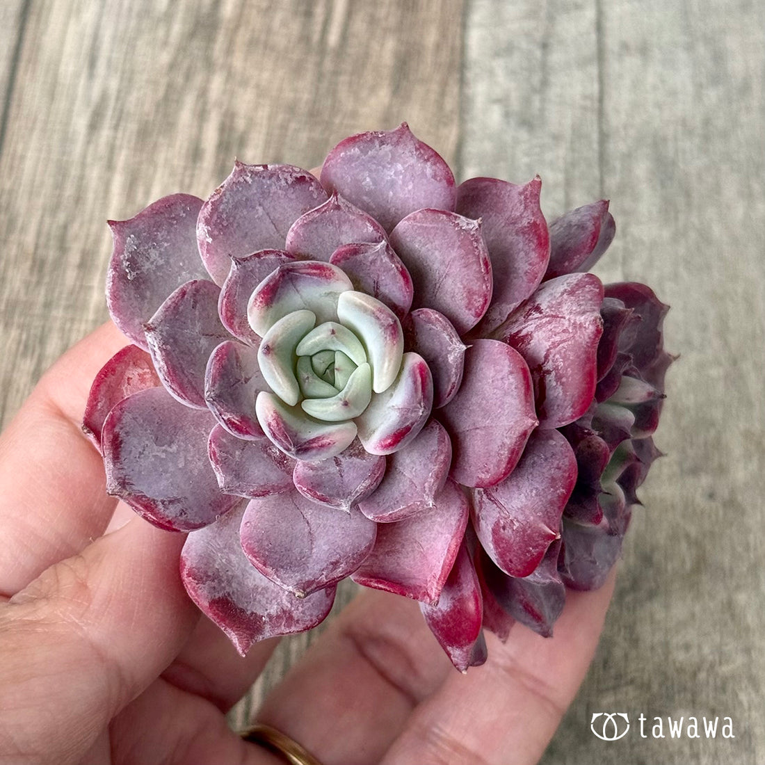 リラシナ×サラヒメ【多頭】(チャンヒー農園苗)