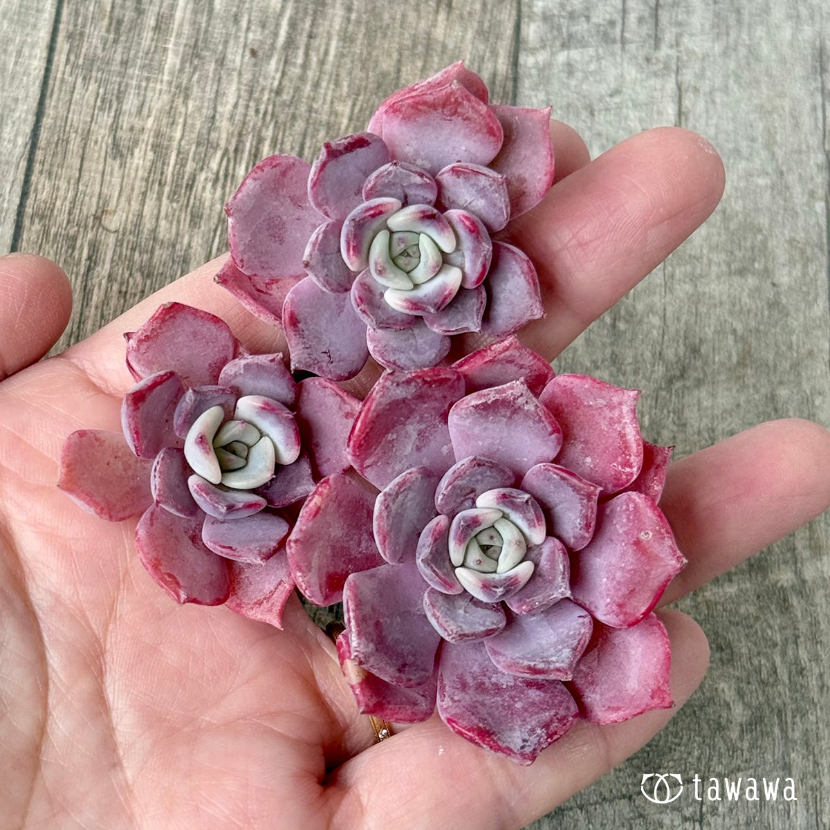 *新入荷* リラシナ×サラヒメ【3苗セット】(チャンヒー農園苗)