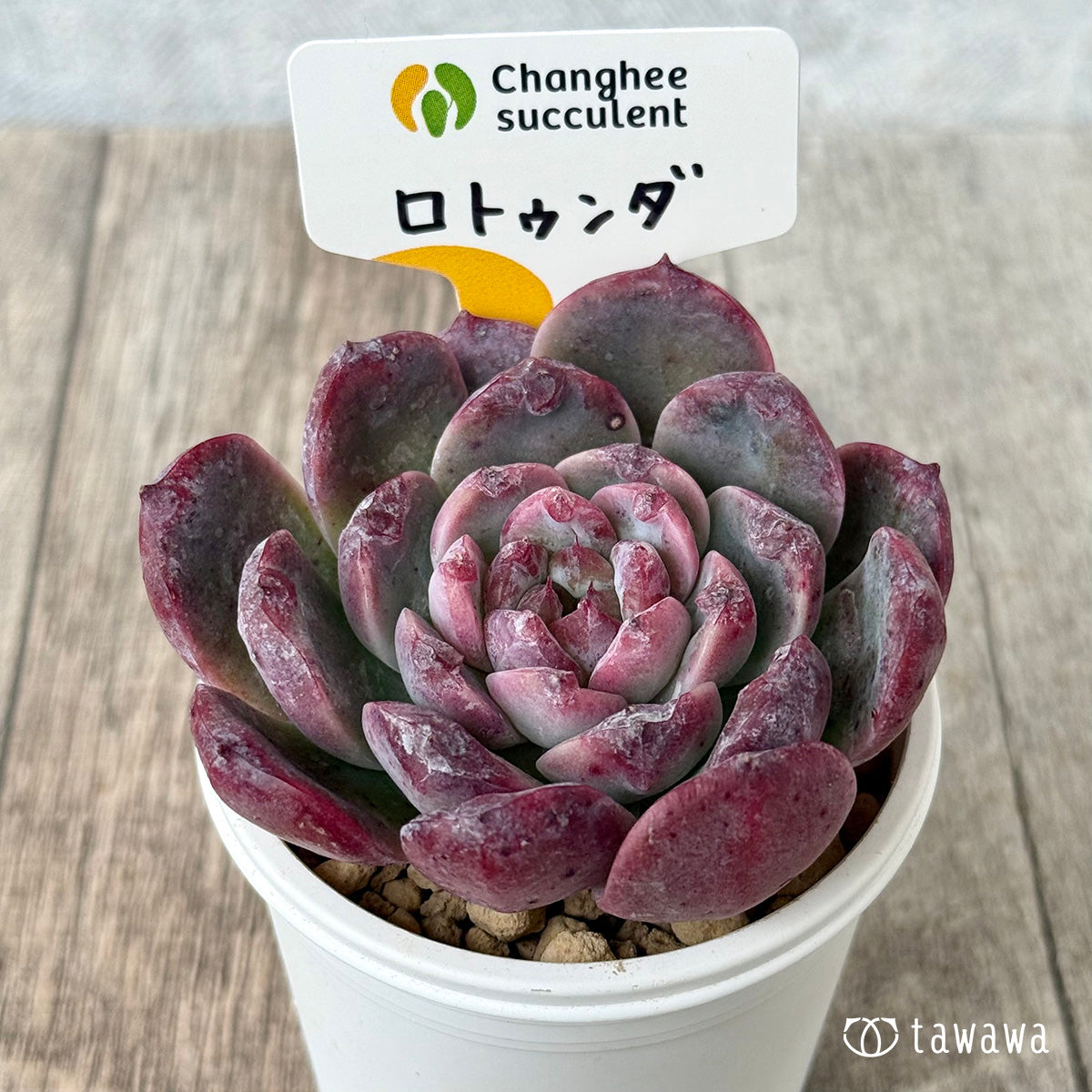 *新入荷* ロトゥンダ(チャンヒー農園苗)