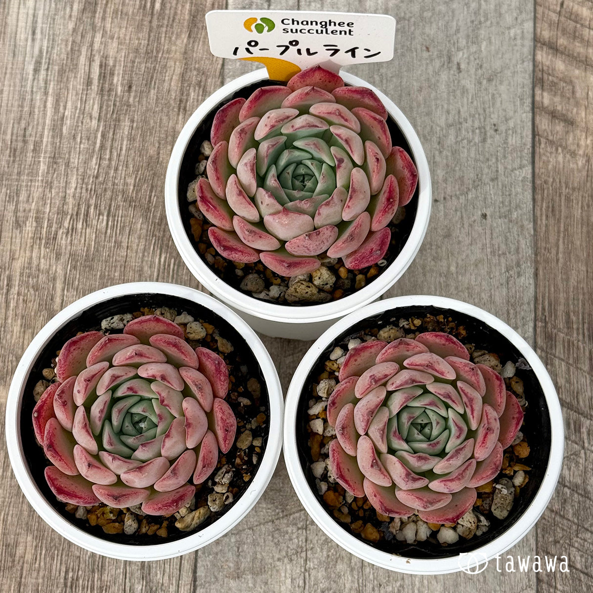 *新発売* パープルライン1(チャンヒー農園)【tawawaハウス苗】