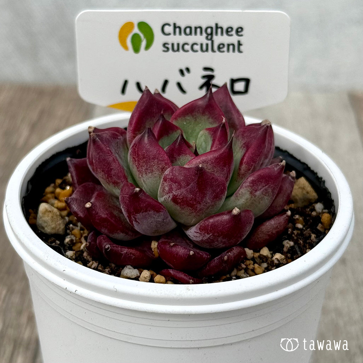 *新発売* ハバネロ(チャンヒー農園)【tawawaハウス苗】