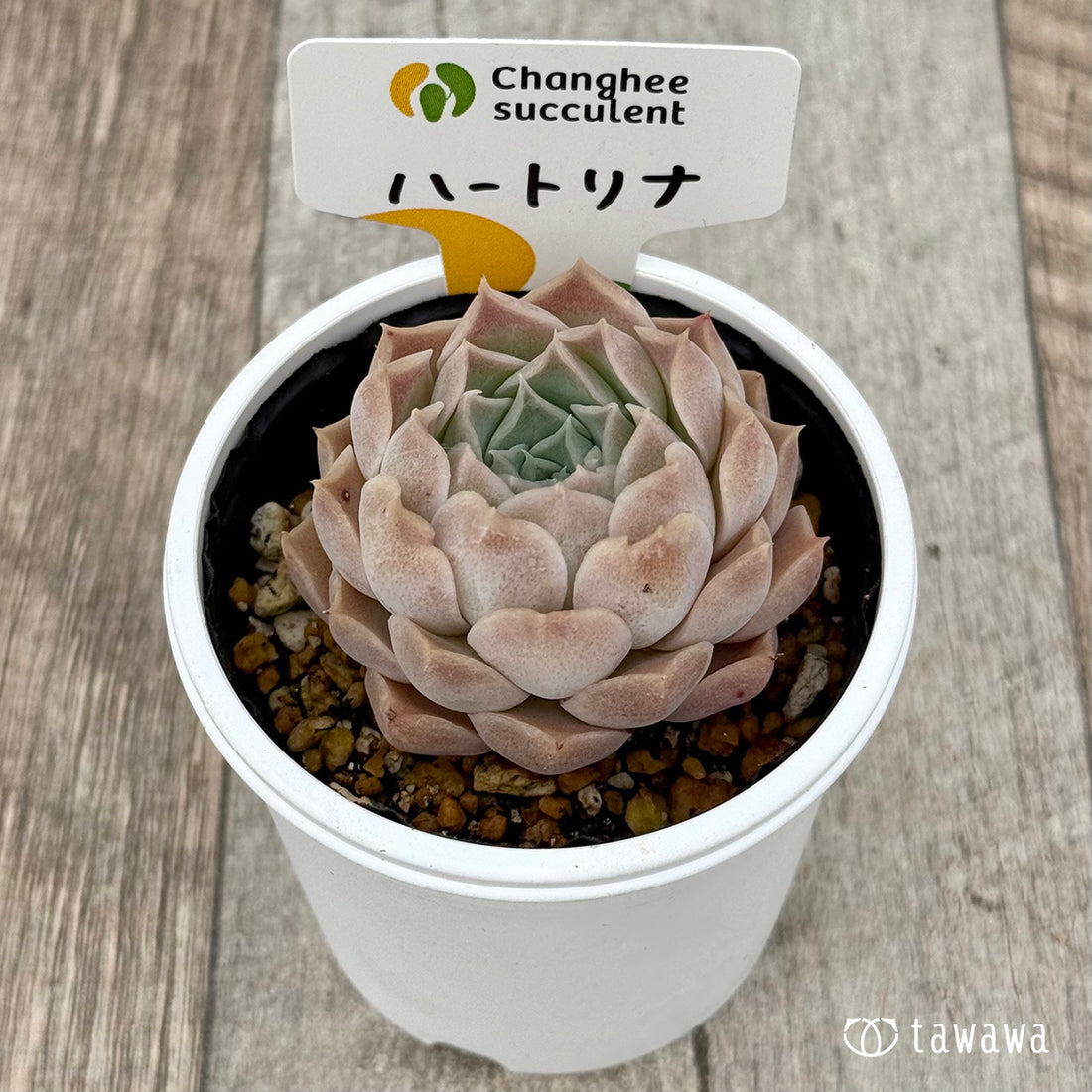 *新発売* ハートリナ2(チャンヒー農園)【tawawaハウス苗】