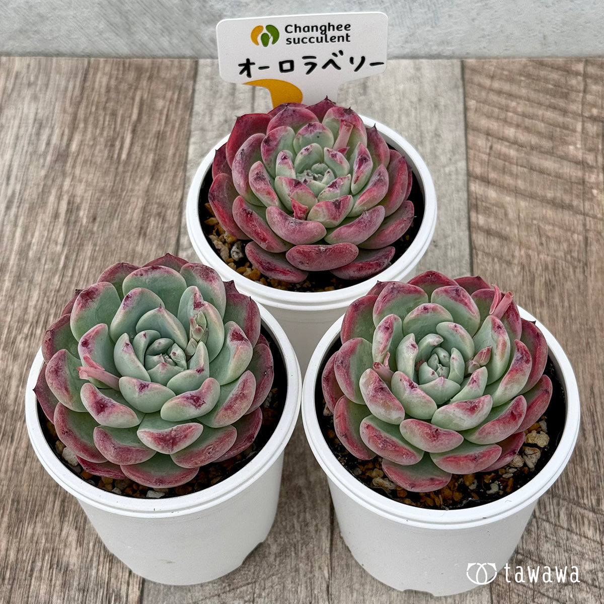 *新発売* オーロラベリー1(チャンヒー農園)【tawawaハウス苗】