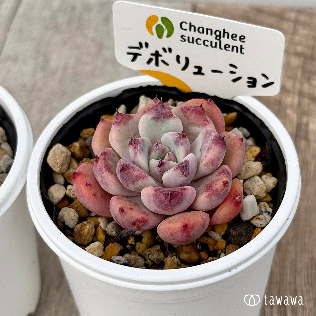 *新発売* デボリューション1(チャンヒー農園)【tawawaハウス苗】