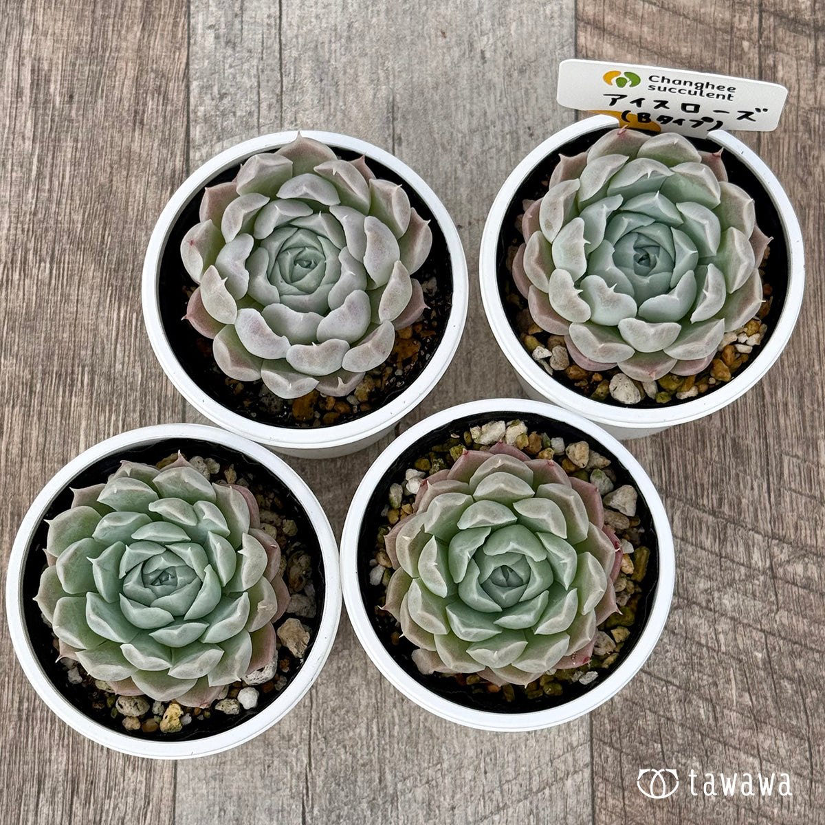 *新発売* アイスローズ【Bタイプ】(チャンヒー農園)【tawawaハウス苗】