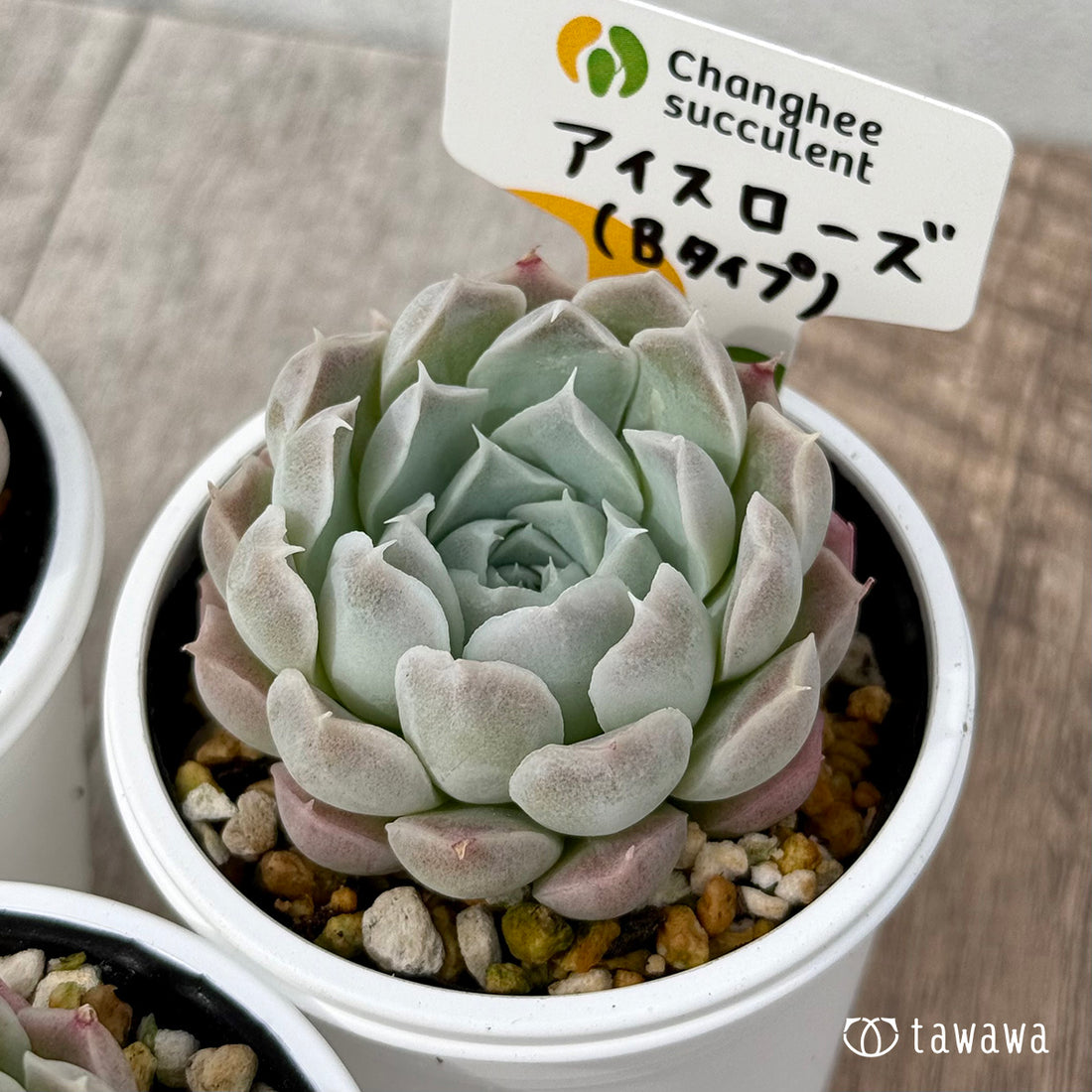 *新発売* アイスローズ【Bタイプ】(チャンヒー農園)【tawawaハウス苗】