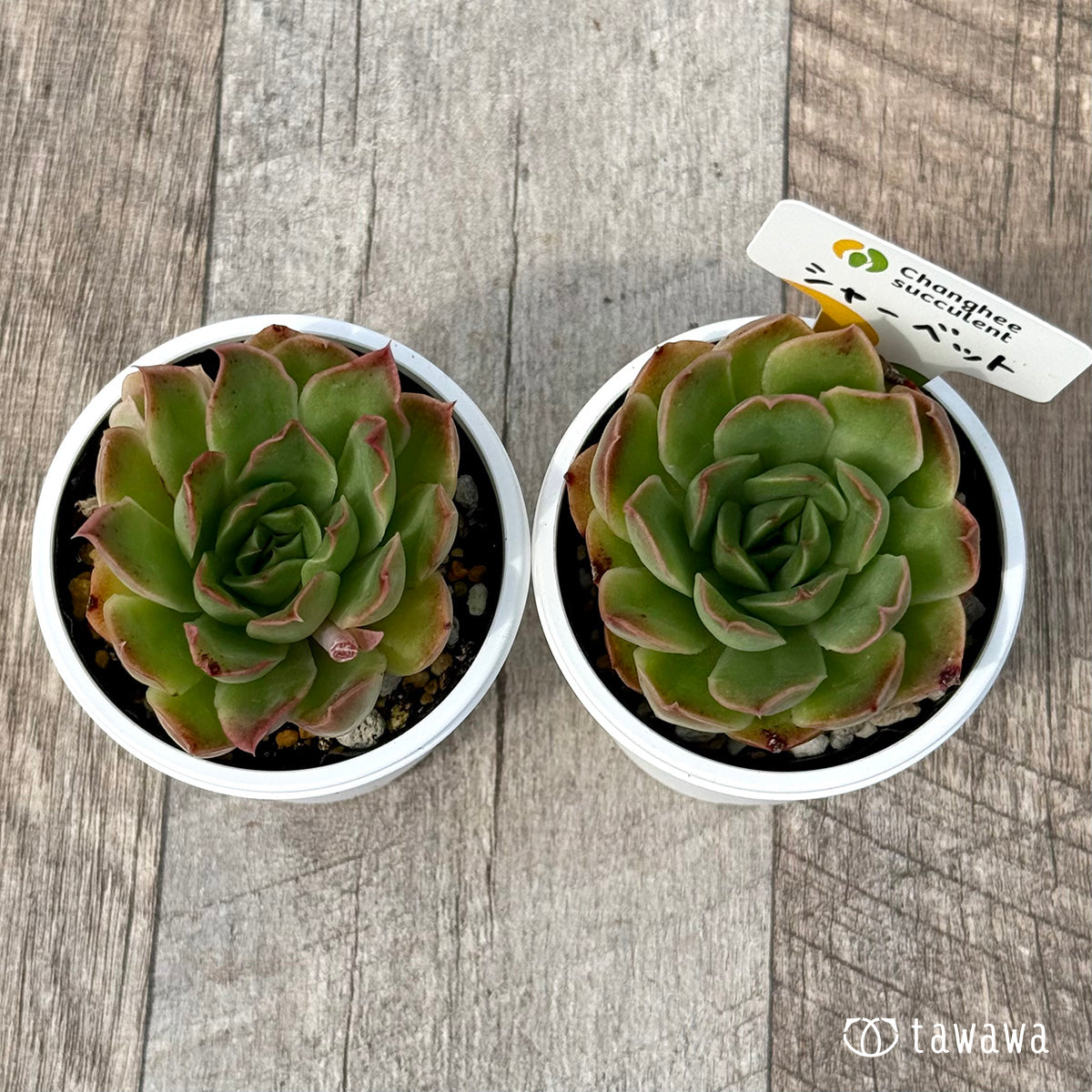 *新発売* シャーベット(チャンヒー農園)【tawawaハウス苗】
