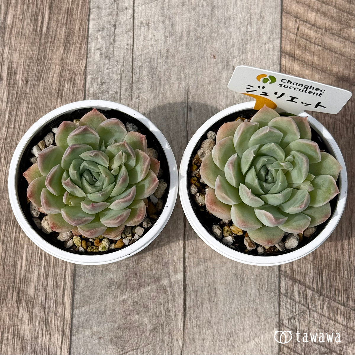 *新発売* ジュリエット2(チャンヒー農園)【tawawaハウス苗】
