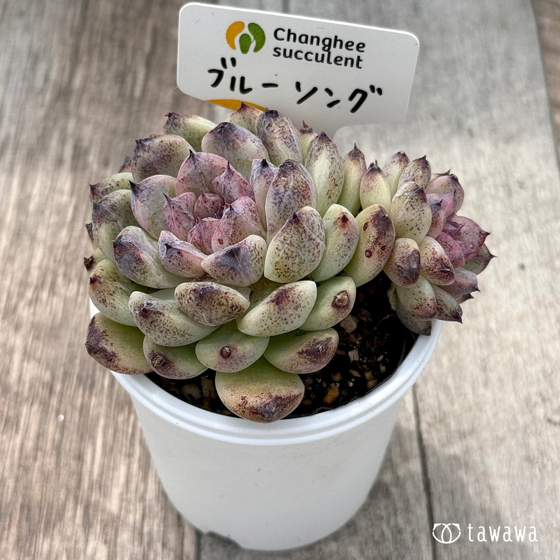 *新発売* ブルーソング1(チャンヒー農園)【tawawaハウス苗】
