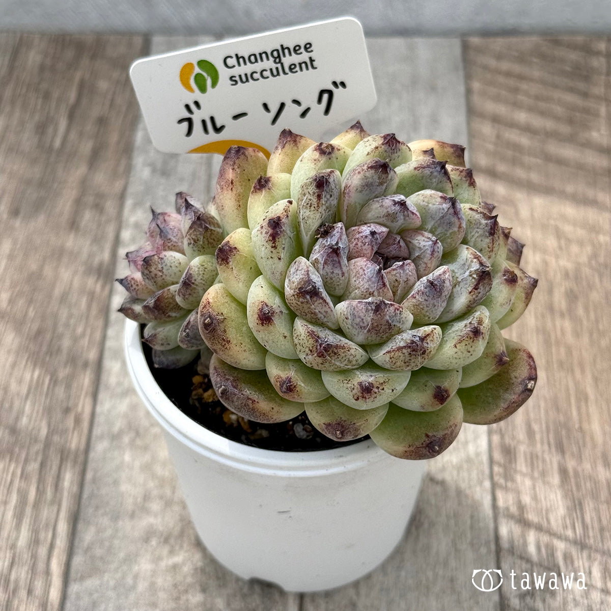 *新発売* ブルーソング2(チャンヒー農園)【tawawaハウス苗】