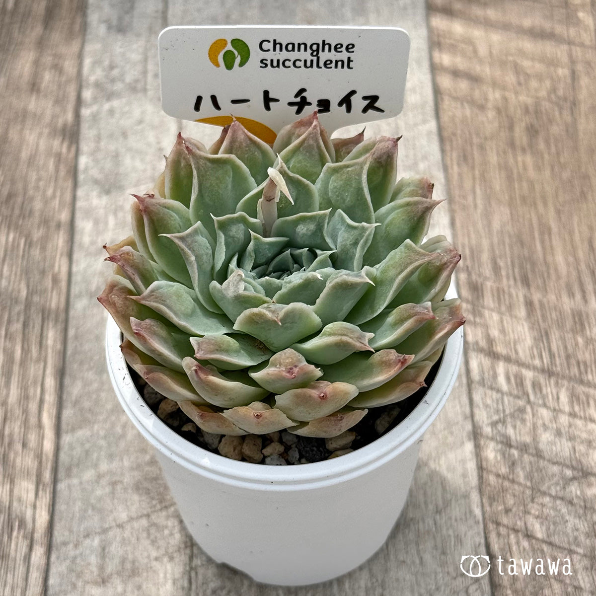 *新発売* ハートチョイス(チャンヒー農園)【tawawaハウス苗】