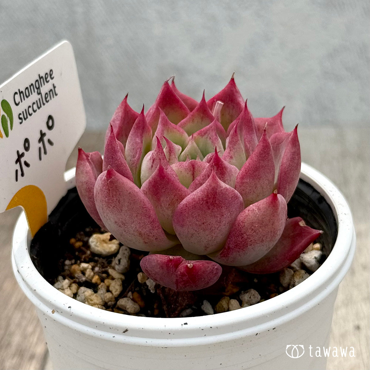 *新発売* ポポ(チャンヒー農園)【tawawaハウス苗】