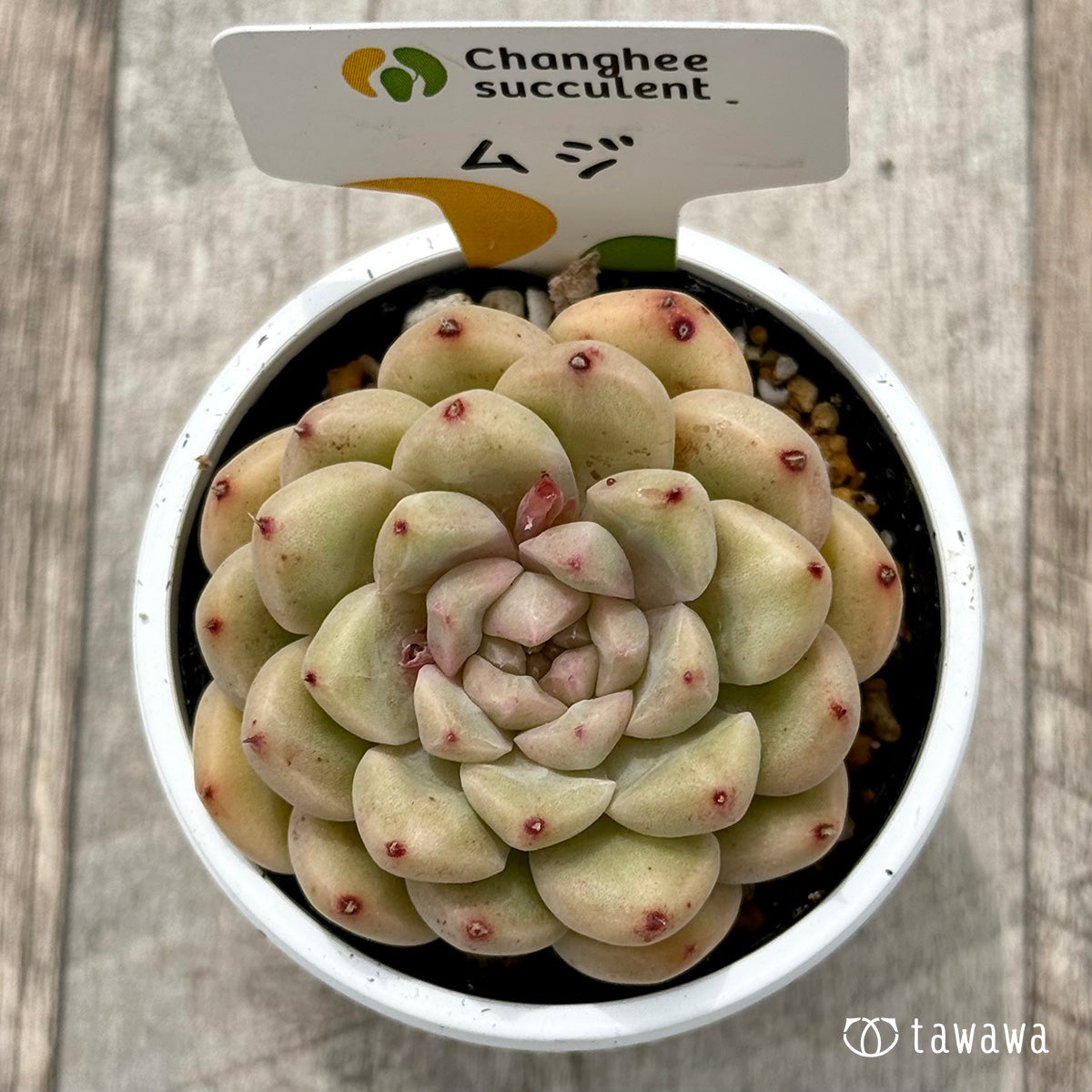 *新発売* ムジ1(チャンヒー農園)【tawawaハウス苗】