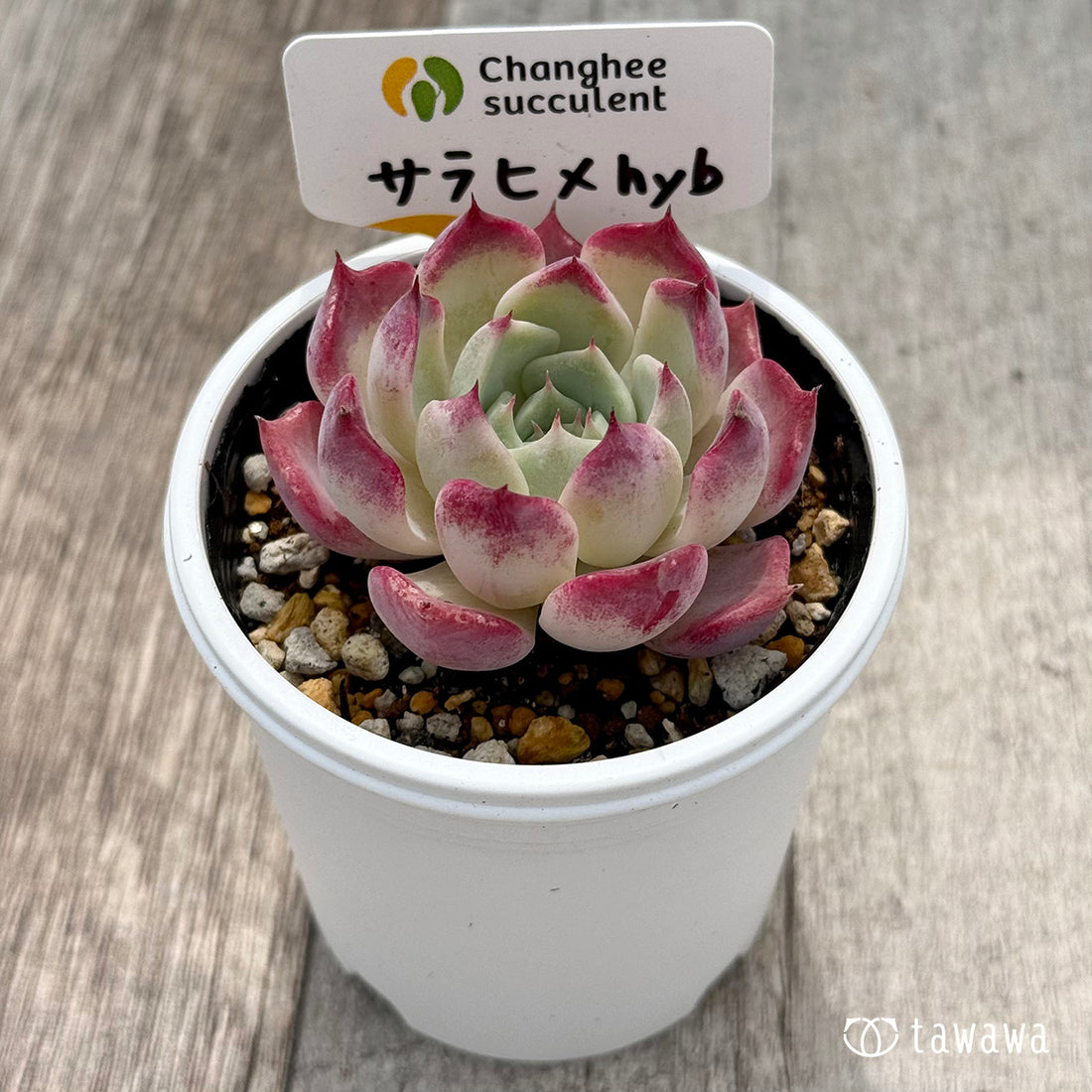 *新発売* サラヒメhyb (チャンヒー農園)【tawawaハウス苗】