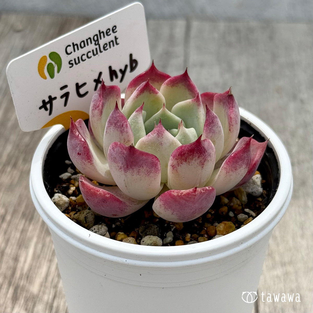 *新発売* サラヒメhyb (チャンヒー農園)【tawawaハウス苗】